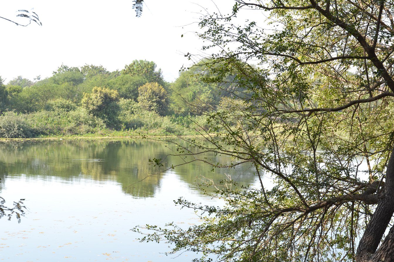 Calm stretch of the Indrayani river bordered by trees near Dehu